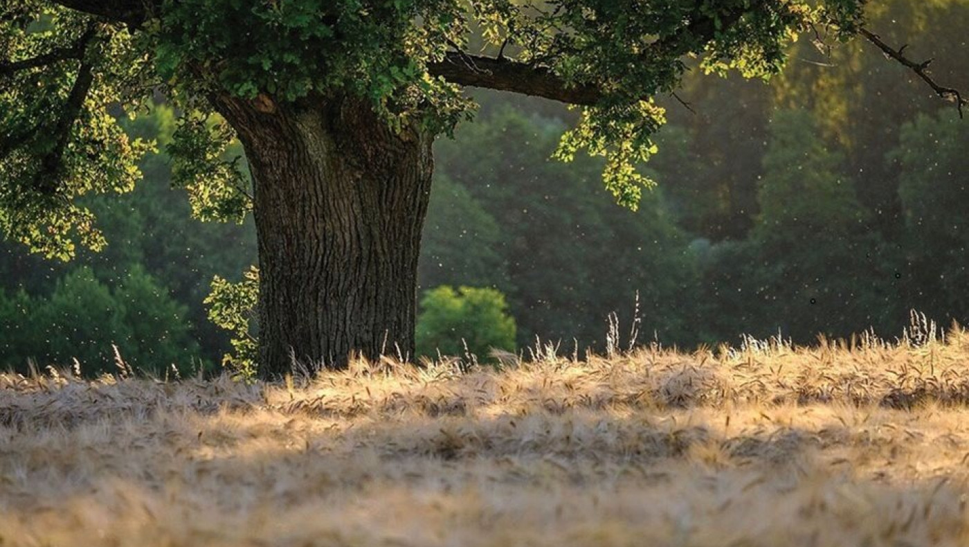 Καρποφορίες άγριων μανιταριών: Η χειρότερη χρονιά των τελευταίων 25 χρόνων