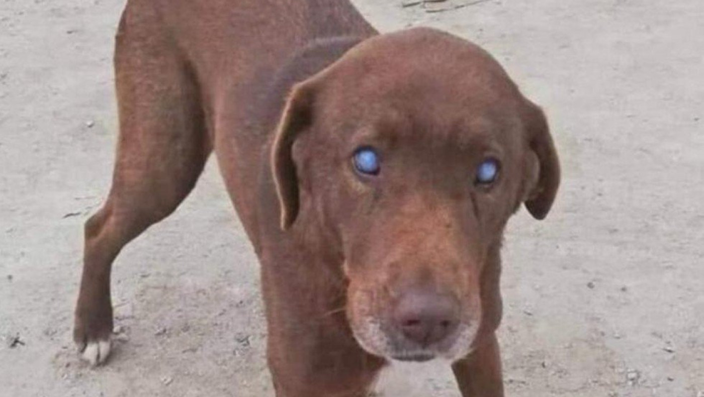 Οργή στη Νάουσα: Δηλητηρίασαν την τυφλή σκυλίτσα!