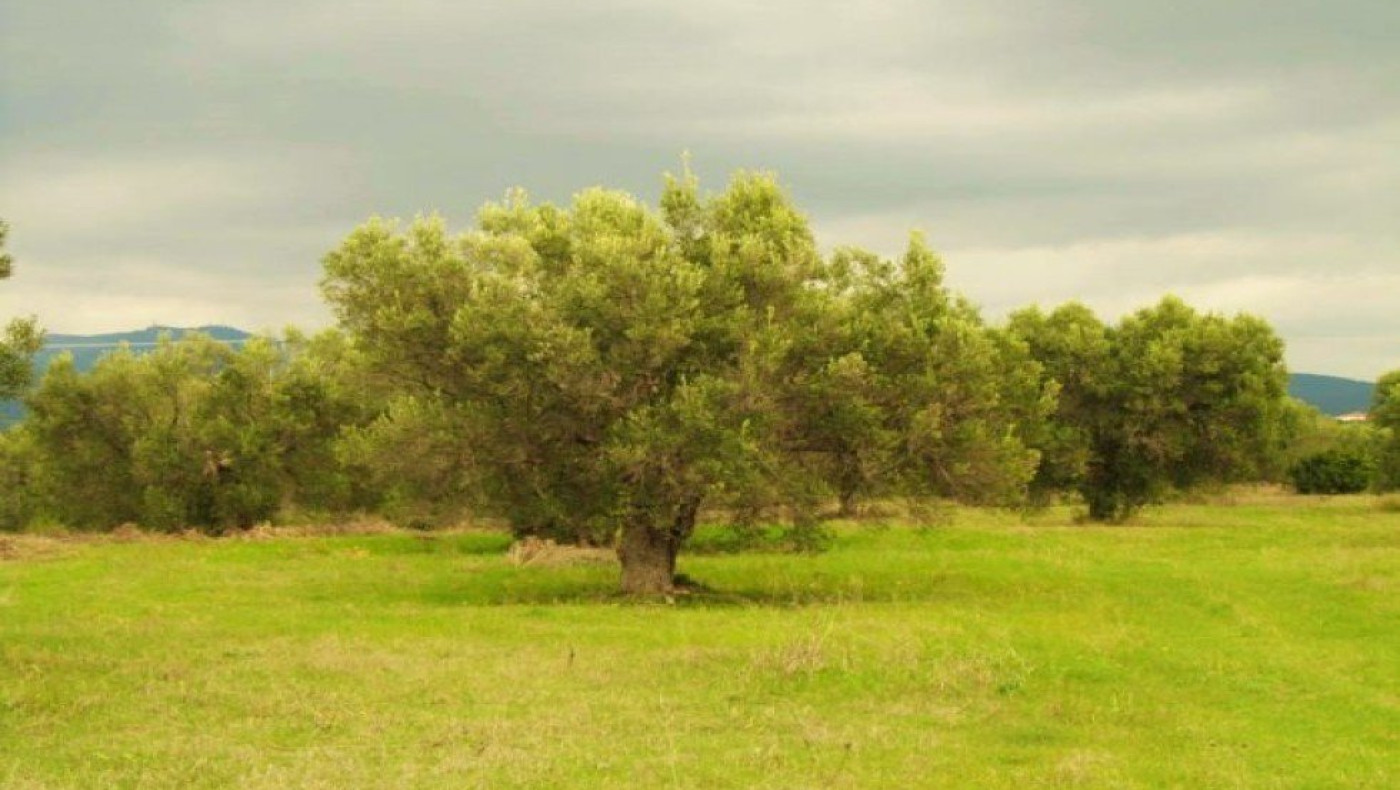 Χαλκιδική: Μεγάλη ζήτηση για αγορά ελαιώνων