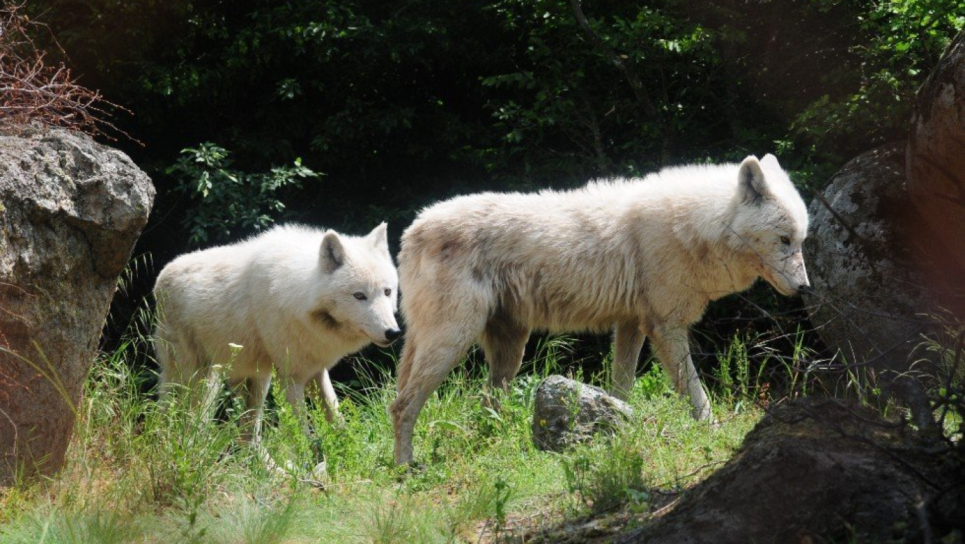 Εμφάνιση λύκων στα Κουφάλια!