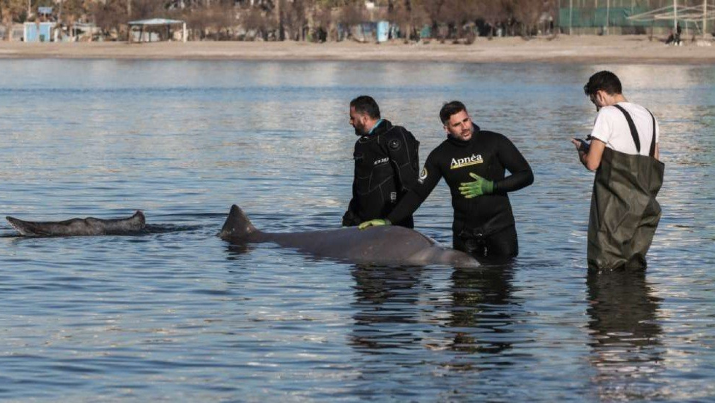 Φάλαινα ζιφιός: Νεκρός ο Σωτήρης στα παράλια της Σαλαμίνας