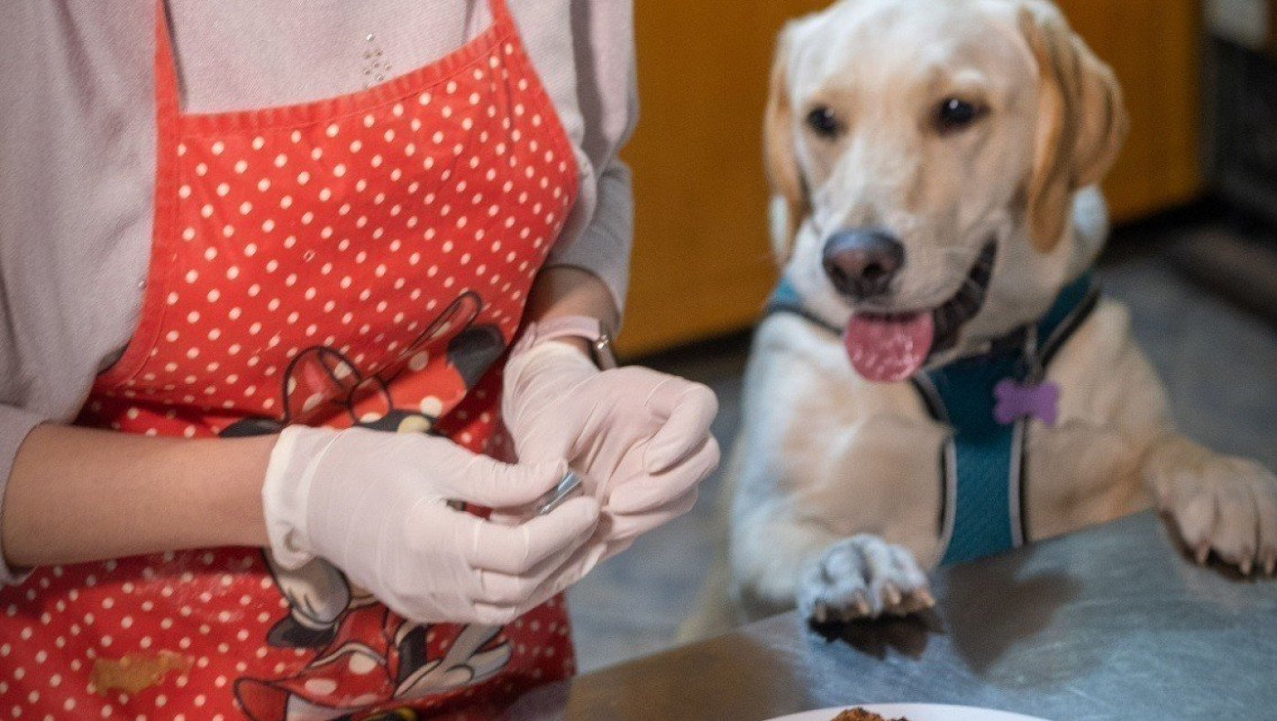 Θεσσαλονίκη: Ζαχαροπλαστείο για σκύλους στην Τριανδρία