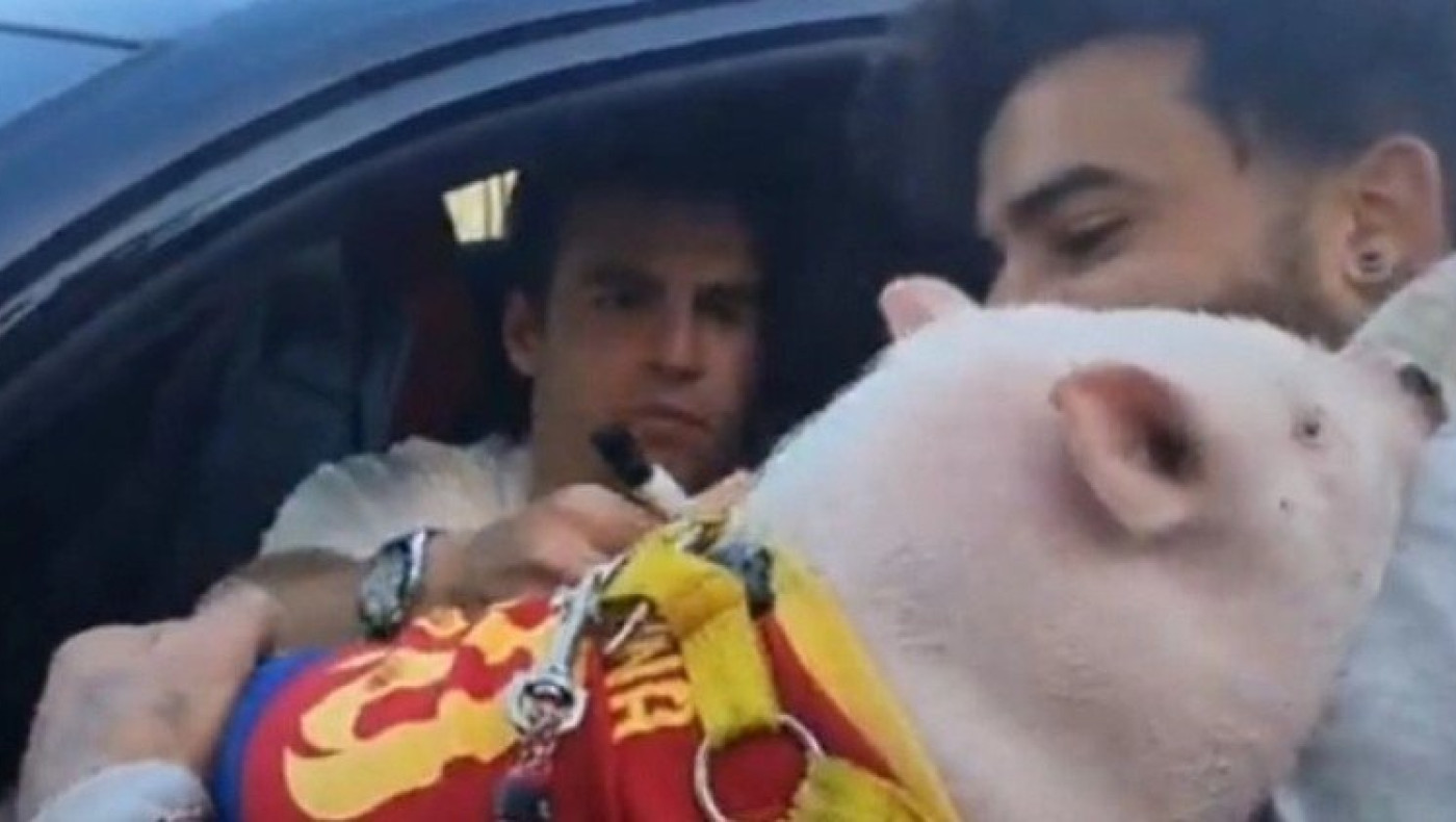 Ρίκι Πουτς: Χάρισε αυτόγραφο σε γουρούνι! (vid)