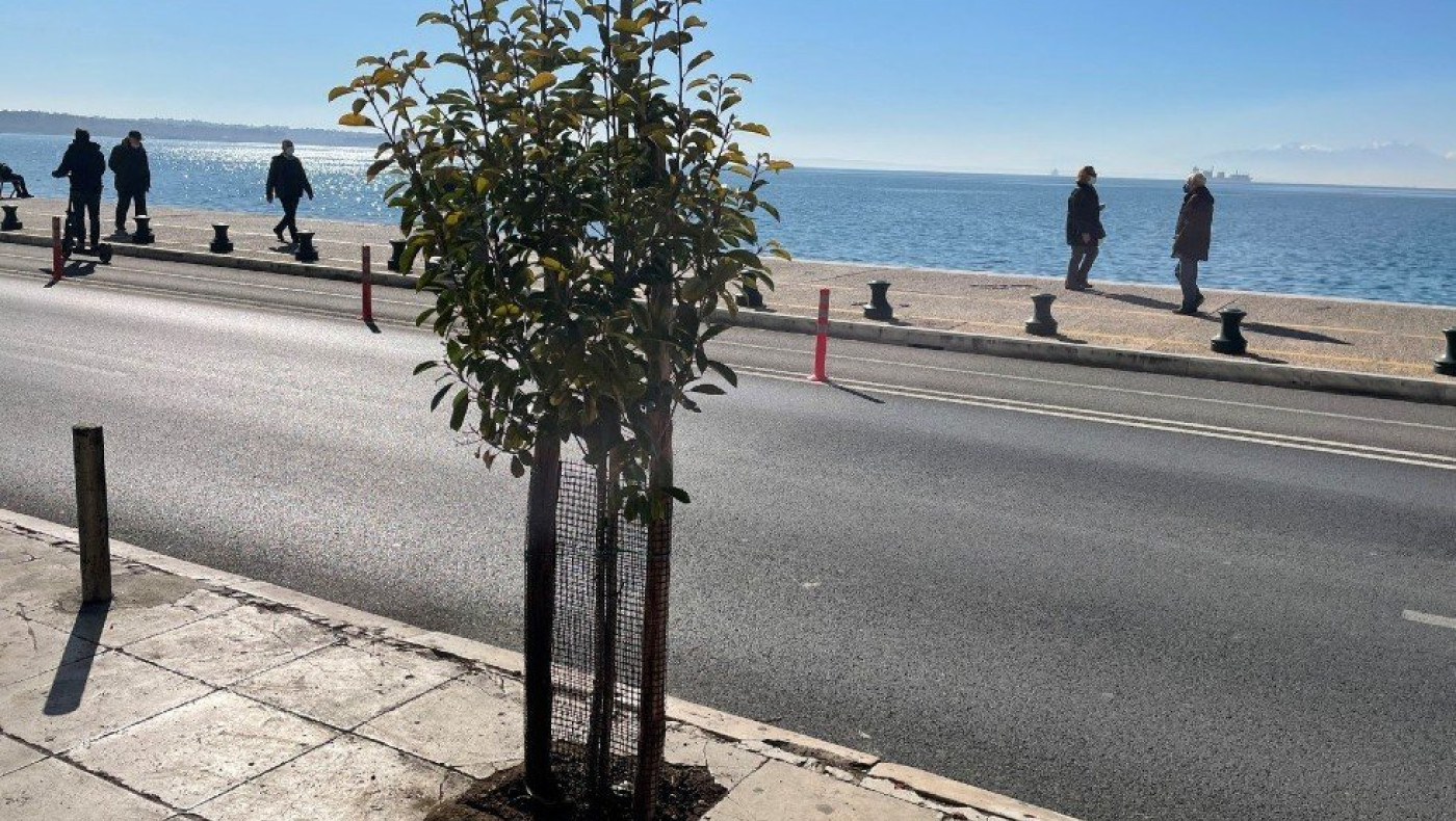 Θεσσαλονίκη: Δενδροφυτεύσεις στην παραλιακή λεωφόρο