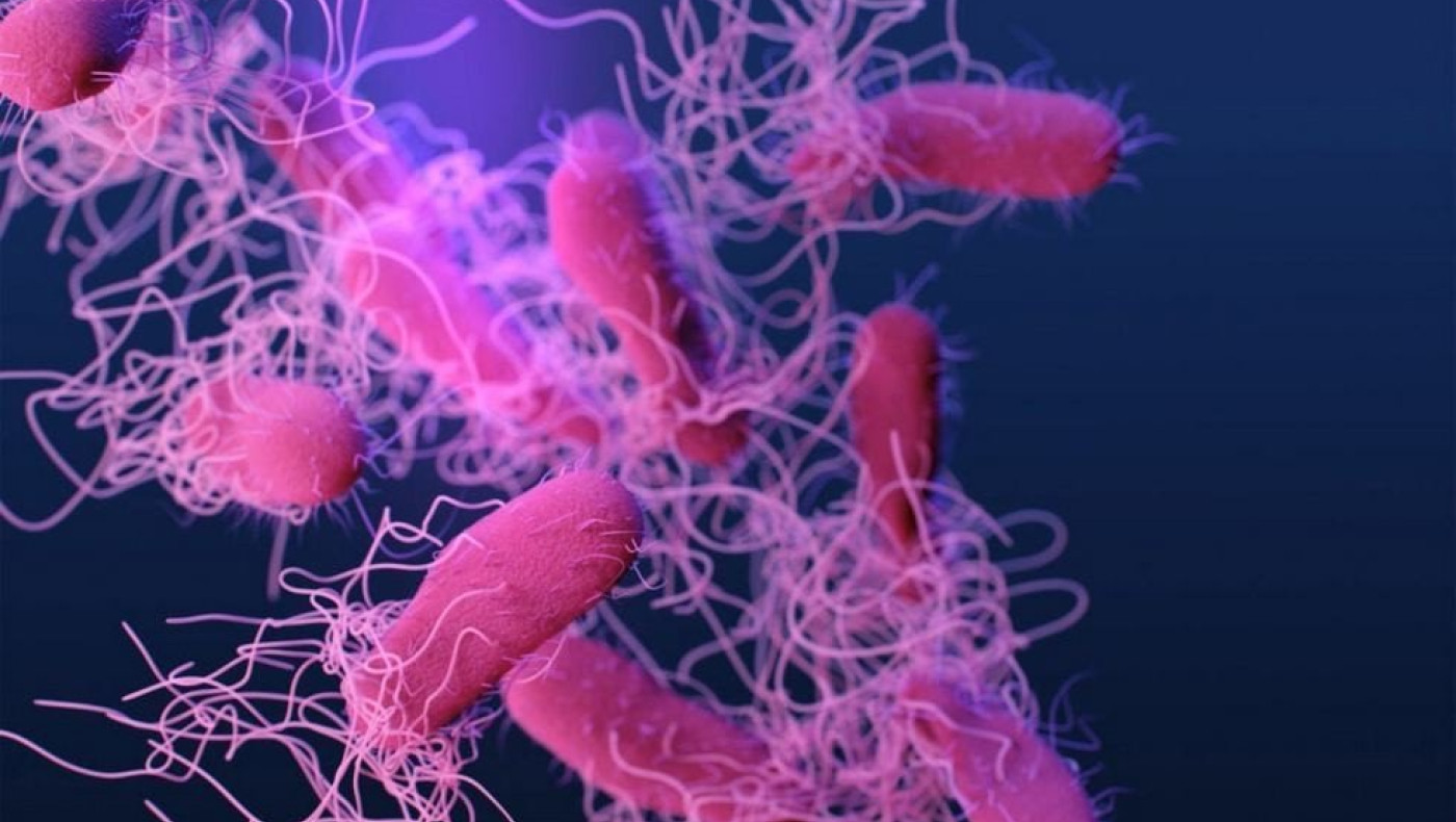 Σαλμονέλα: Ανησυχία σε όλη την Ευρώπη - Συναγερμός και στις ελληνικές αρχές