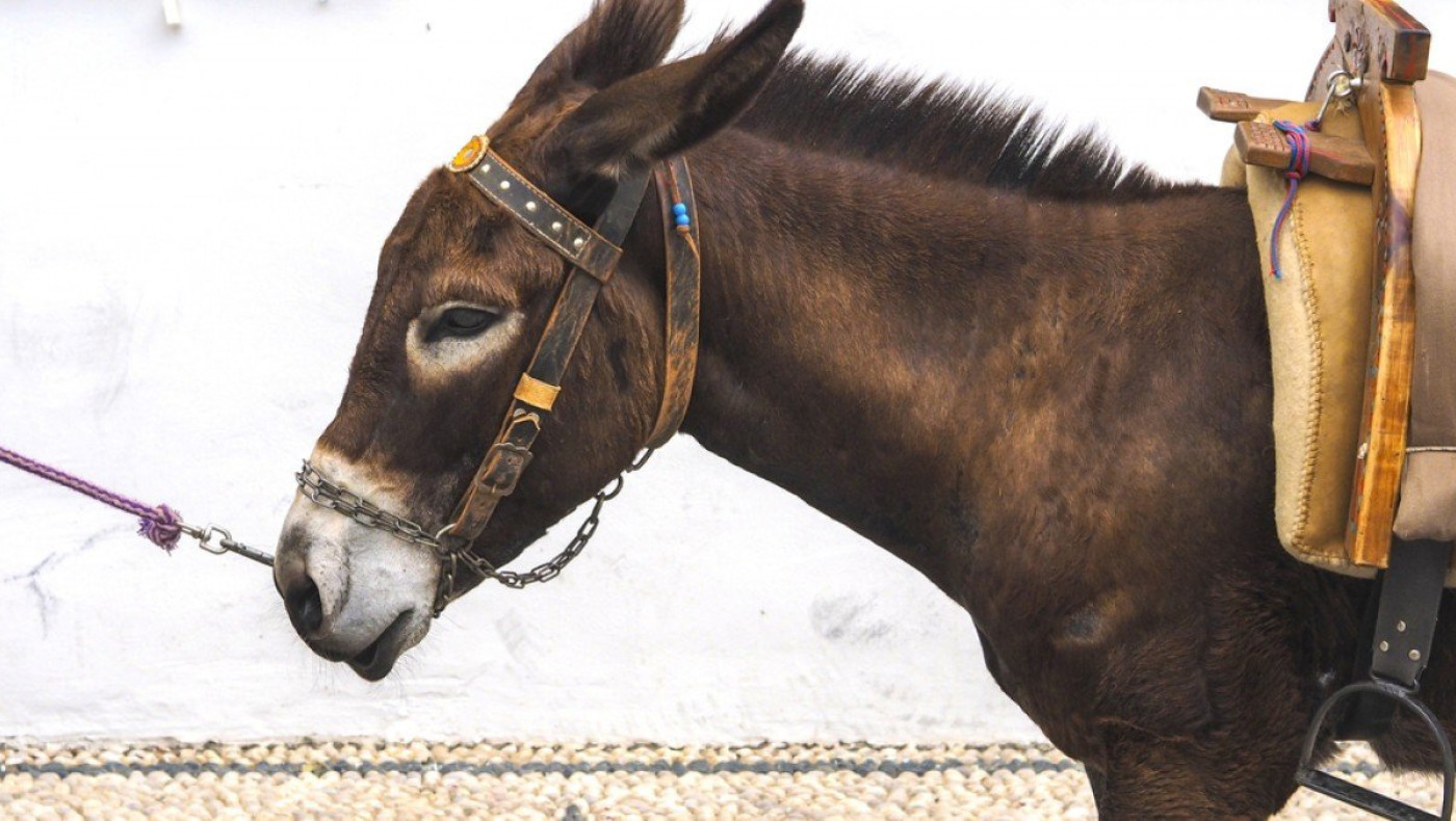 Νάξος: Βασάνισε γάιδαρο δένοντας τη γλώσσα με τα αυτιά του με σύρμα