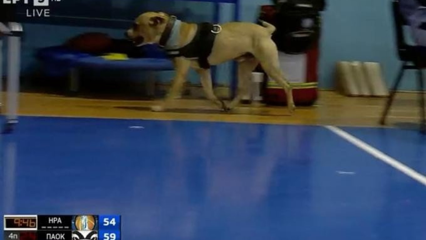 Ηρακλής-ΠΑΟΚ: Νέα διακοπή, λόγω... τετράποδου εισβολέα στο Ιβανώφειο!