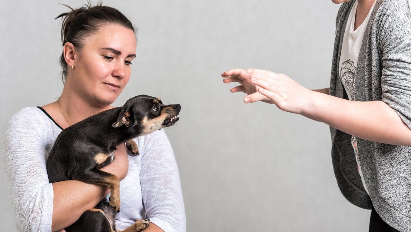 Σκύλος: Δεν αφήνει άλλους να σας πλησιάσουν; Πώς θα του αλλάξετε συμπεριφορά