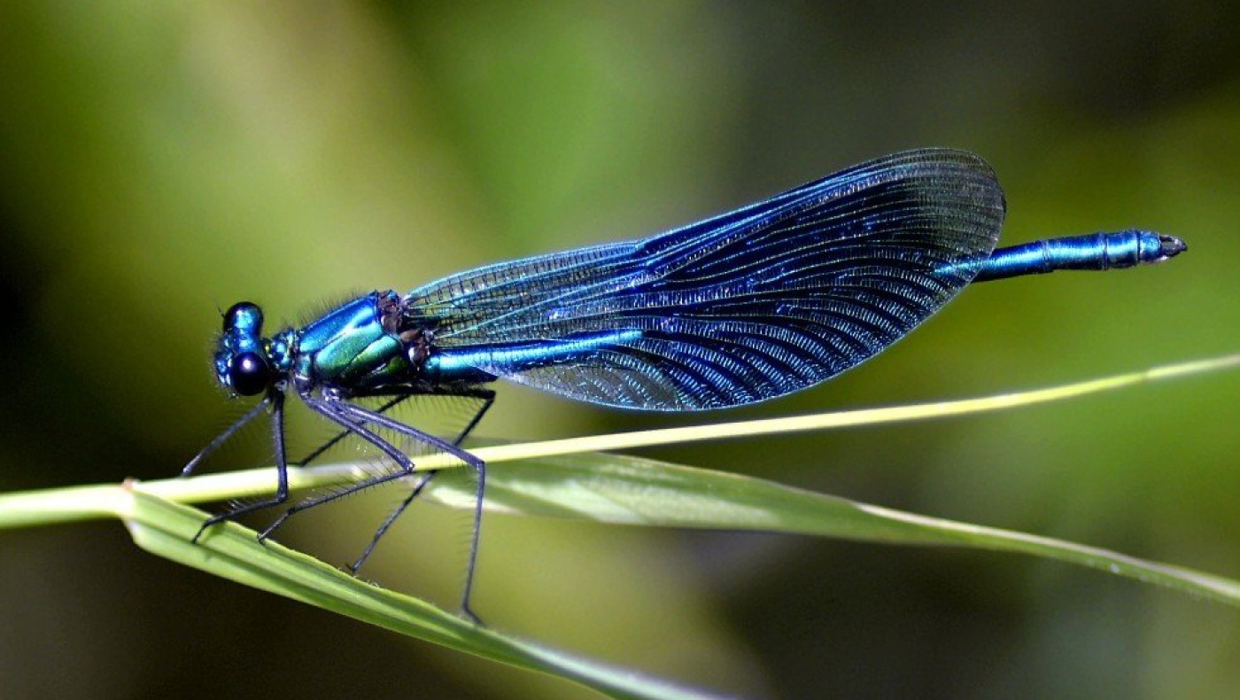 Το έντομο με τη «δυνατή» όσφρηση που ανιχνεύει τον καρκίνο