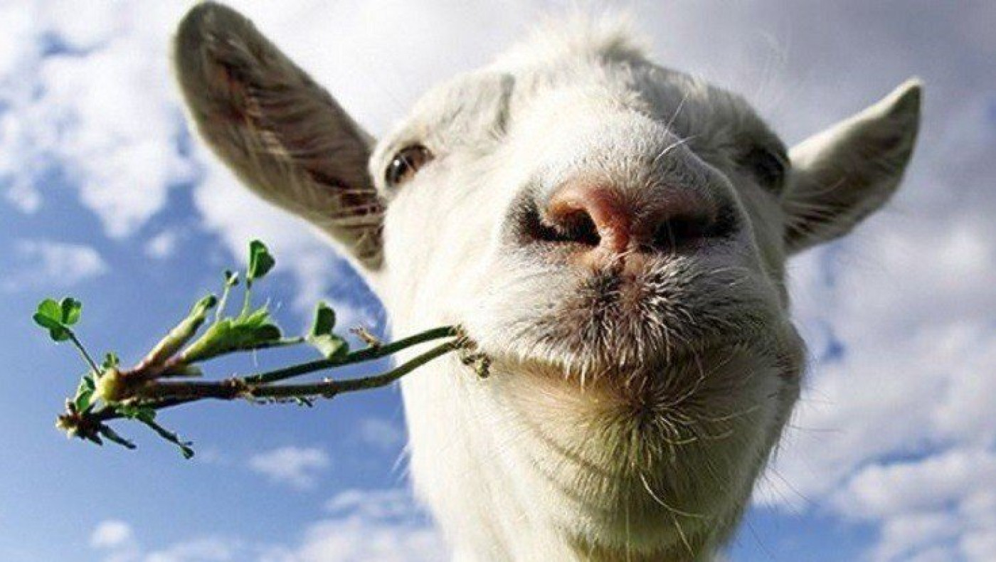 Θεσσαλονίκη: Έσφαξε και έγδαρε αρνί για να... τιμήσει το Κουρμπάνι