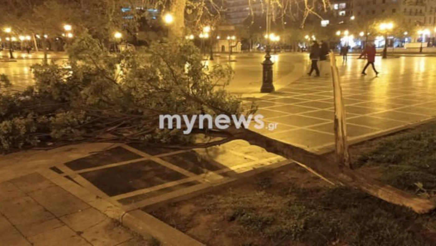 Θεσσαλονίκη: Οι θυελλώδεις άνεμοι ξερίζωσαν δέντρο στην Πλατεία Αριστοτέλους!