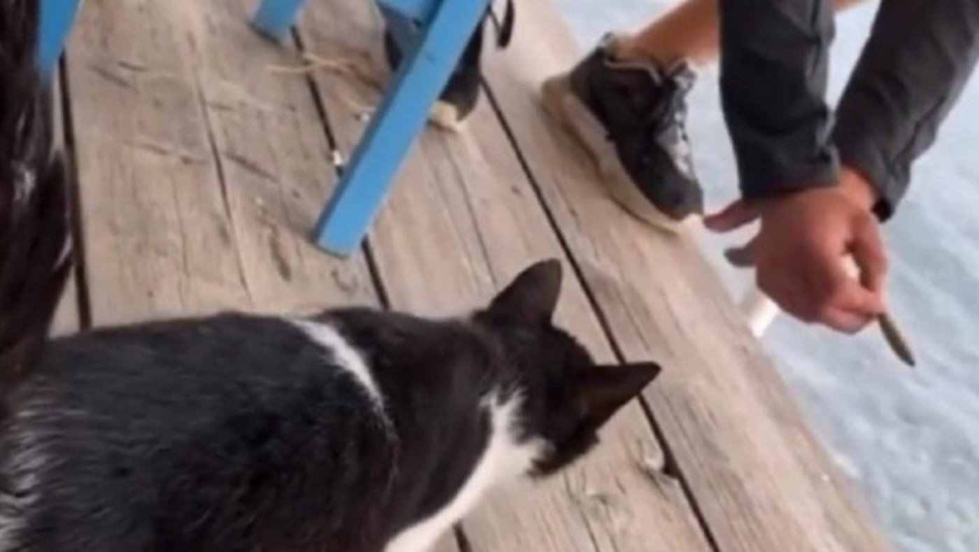 BBC: Ξεσκέπασε τις ομάδες φρίκης που βασανίζουν και βιντεοσκοπούν γατάκια