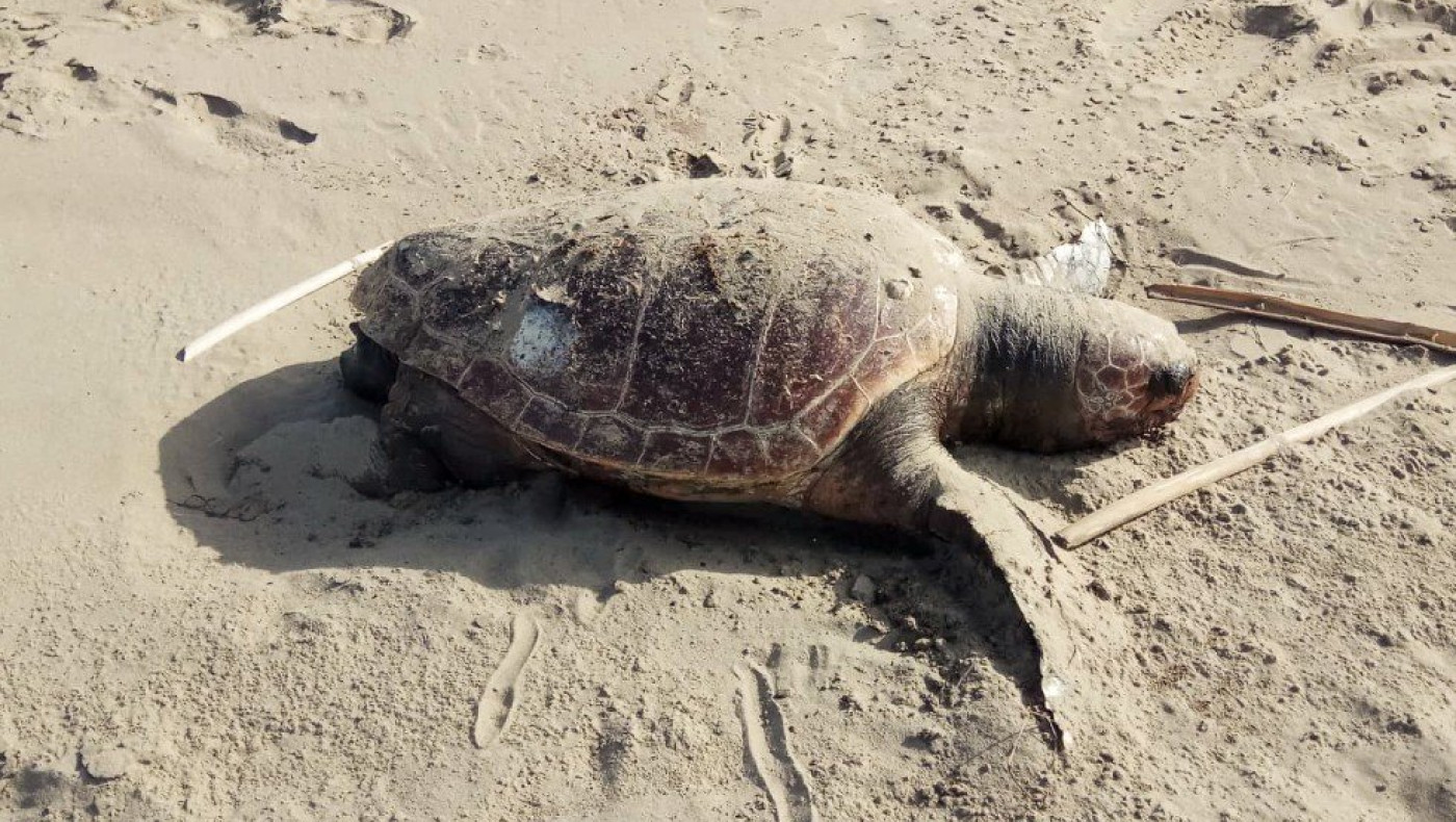 Χαλκιδική: Νεκρή χελώνα είδους καρέτα - καρέτα στη Νέα Ηράκλεια