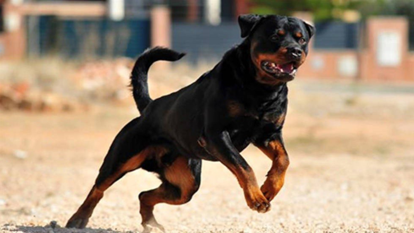 Τρόμος για 13χρονη στο Βόλο: Σκύλος το... έσκασε από αυλή σπιτιού και της επιτέθηκε