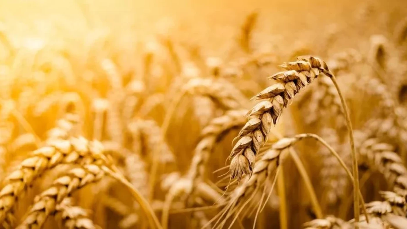 Έπεσαν οι υπογραφές: Ουκρανία και Ρωσία συμφώνησαν για την εξαγωγή σιτηρών