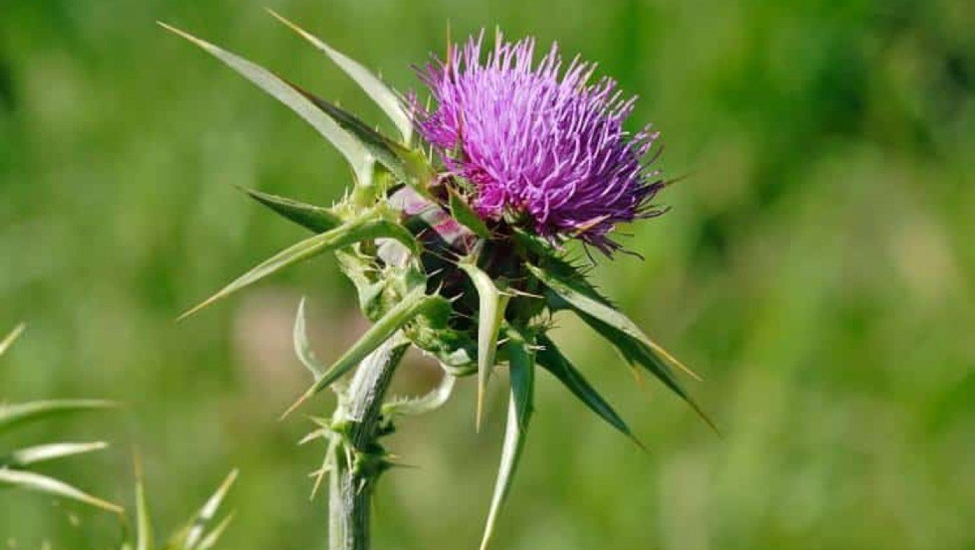 Το γαϊδουράγκαθο «θωρακίζει» τον οργανισμό και λειτουργεί ως... αντικαρκινικό φάρμακο