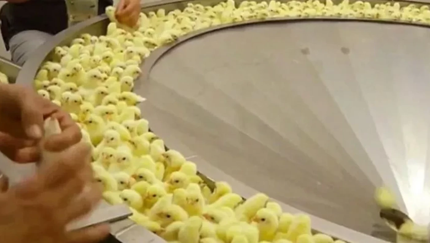 «Χρυσά» καλούμαστε να πληρώσουμε τα κοτόπουλα