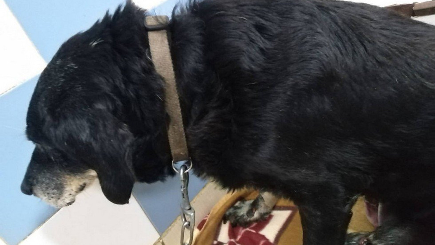 Τσουχτερά τα πρόστιμα για ιδιοκτήτες κατοικιδίων: Έως και 500 ευρώ