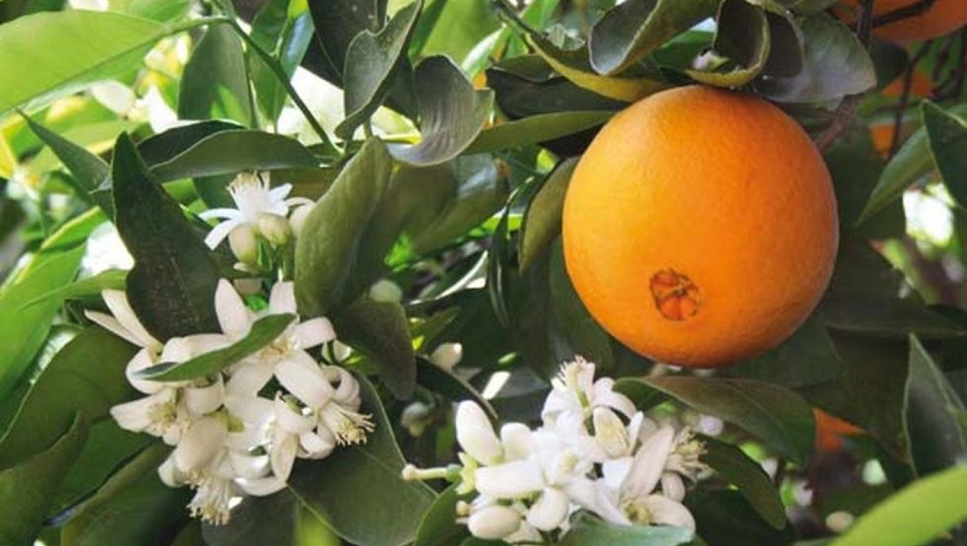 Χρυσάφι και ο χυμός από πορτοκάλι