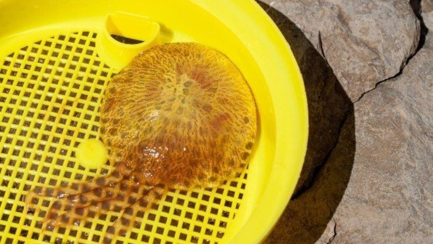 Συμβουλές για την μωβ τσούχτρα της Μεσογείου: Τι να κάνετε αν σας τσιμπήσει