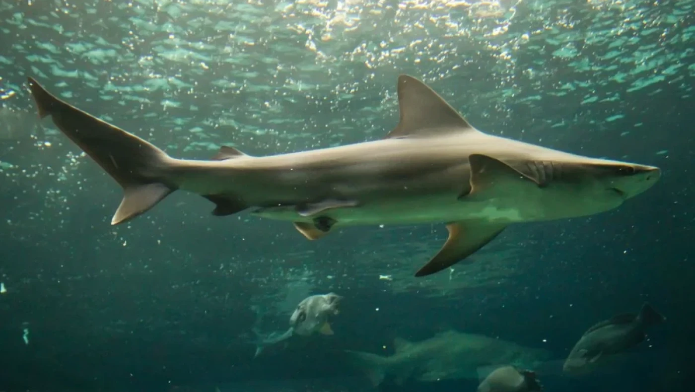 Κανάρια νησιά: Νεκρή τουρίστρια μετά από επίθεση καρχαρία