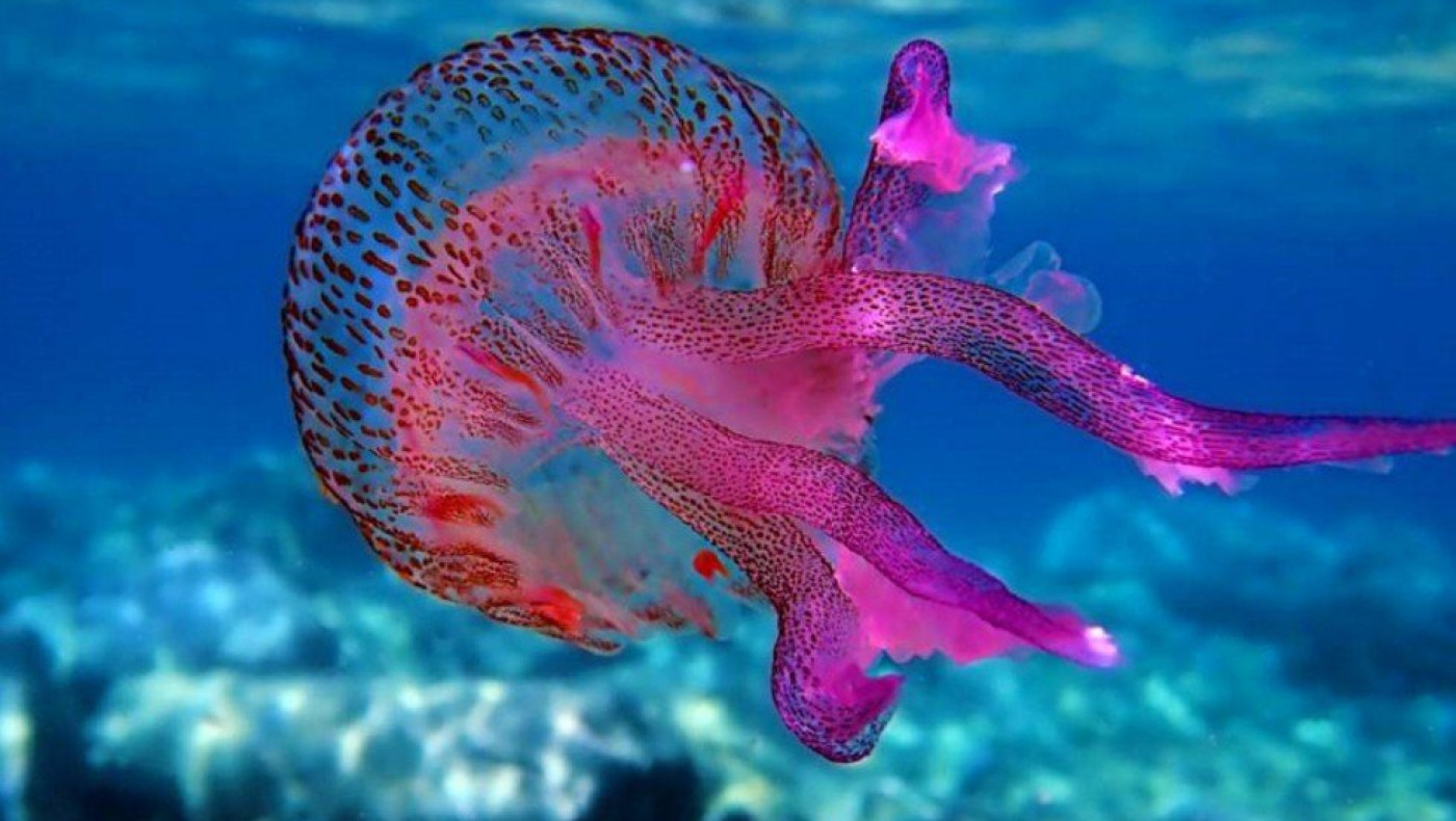 Μωβ μέδουσες: Εμφανίστηκαν ξανά στις ελληνικές θάλασσες-Σε ποιες περιοχές υπάρχει έξαρση