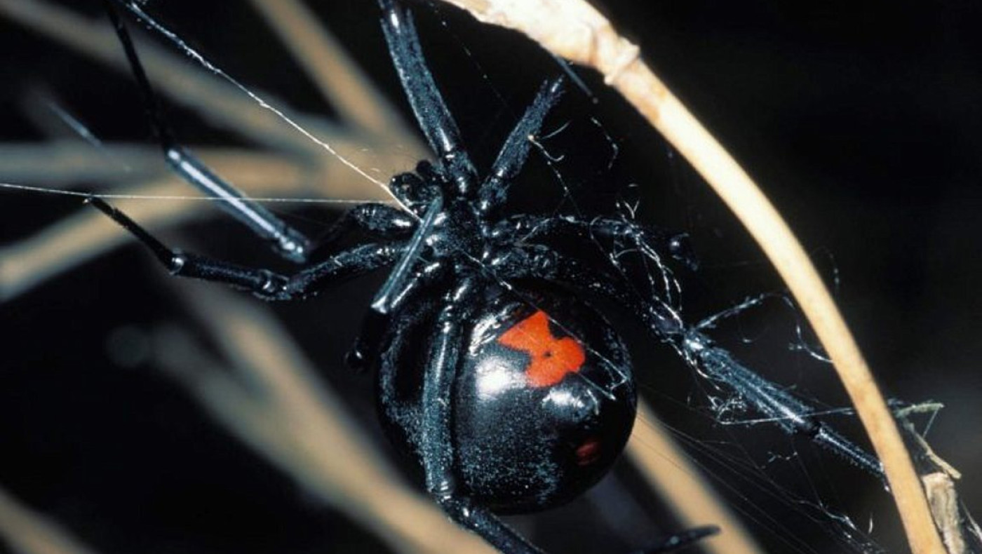 Σέρρες: Στο νοσοκομείο αγρότης μετά από τσίμπημα αράχνης «μαύρη χήρα»