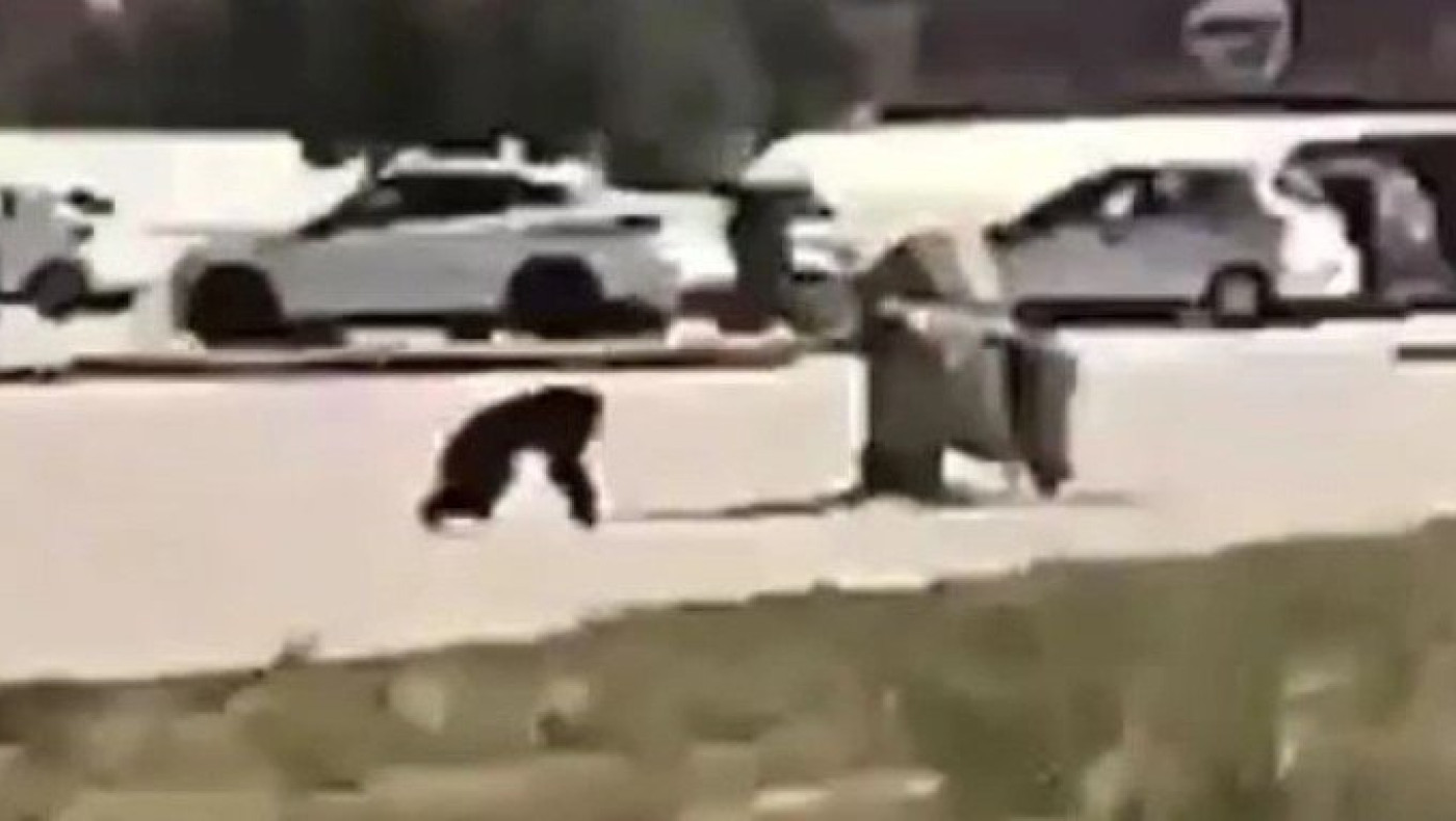 Η στιγμή που ο χιμπατζής φεύγει από το Αττικό Πάρκο και η κατακραυγή (vid)