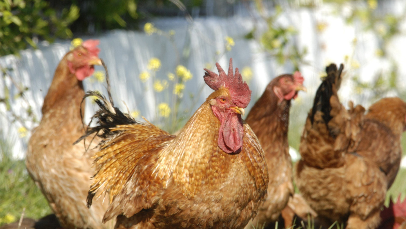 Πέρα από πρωτεΐνη, τα αυγά κότας προσφέρουν και … αντισώματα