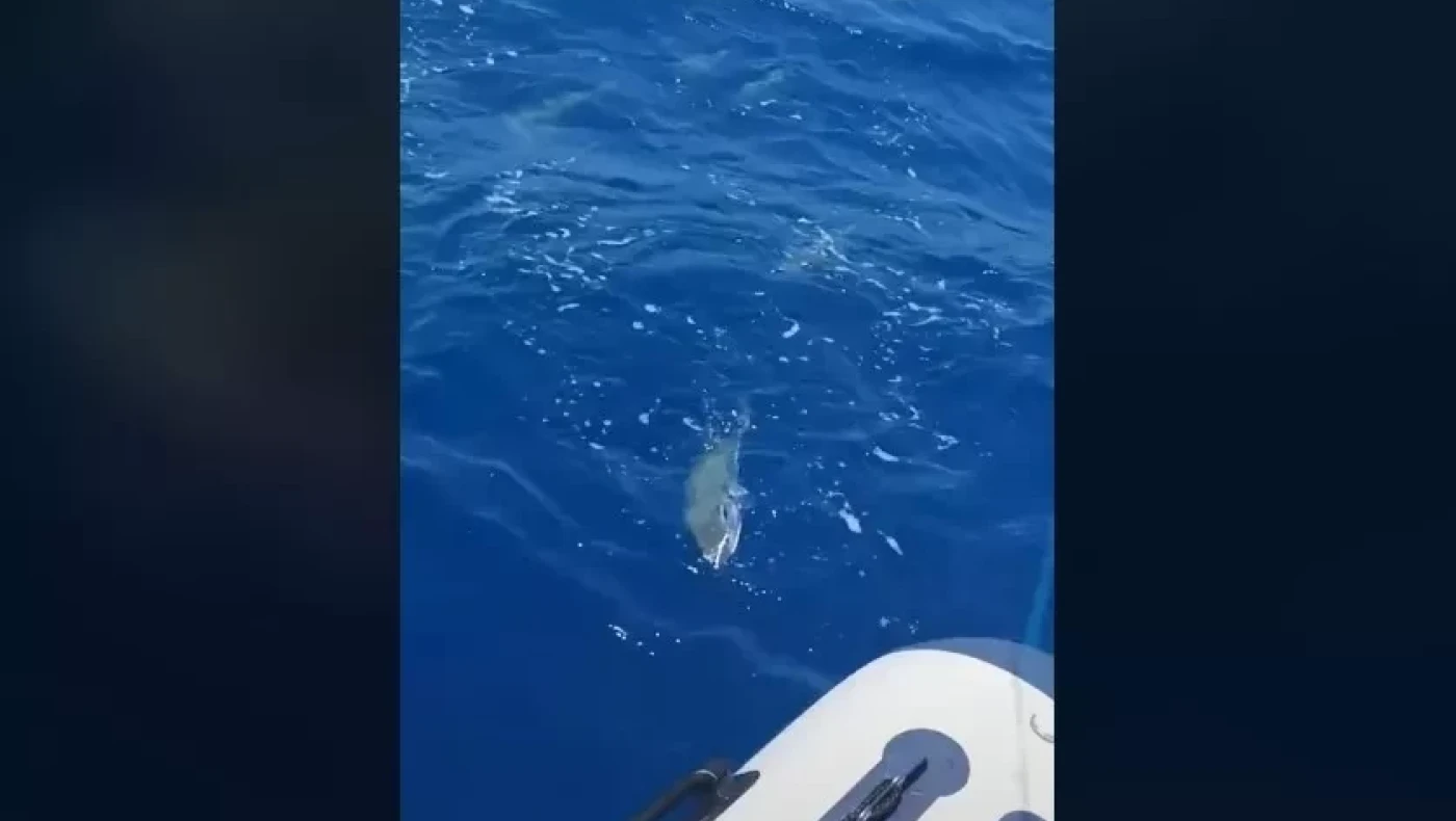 Γέμισε λαγοκέφαλους η θάλασσα στη Ρόδο!