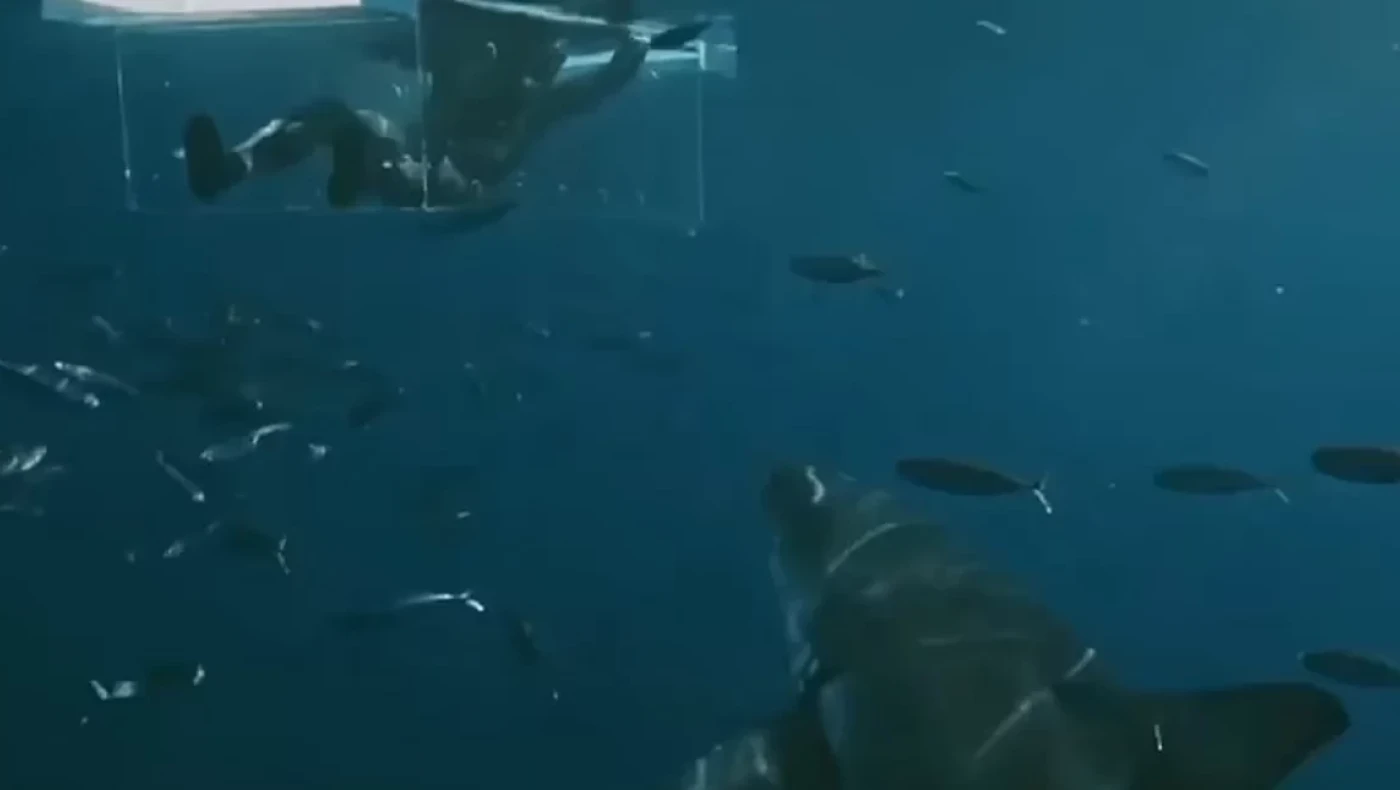 Βίντεο-σοκ: Δύτης ξεφεύγει από τα σαγόνια του λευκού καρχαρία για... εκατοστά