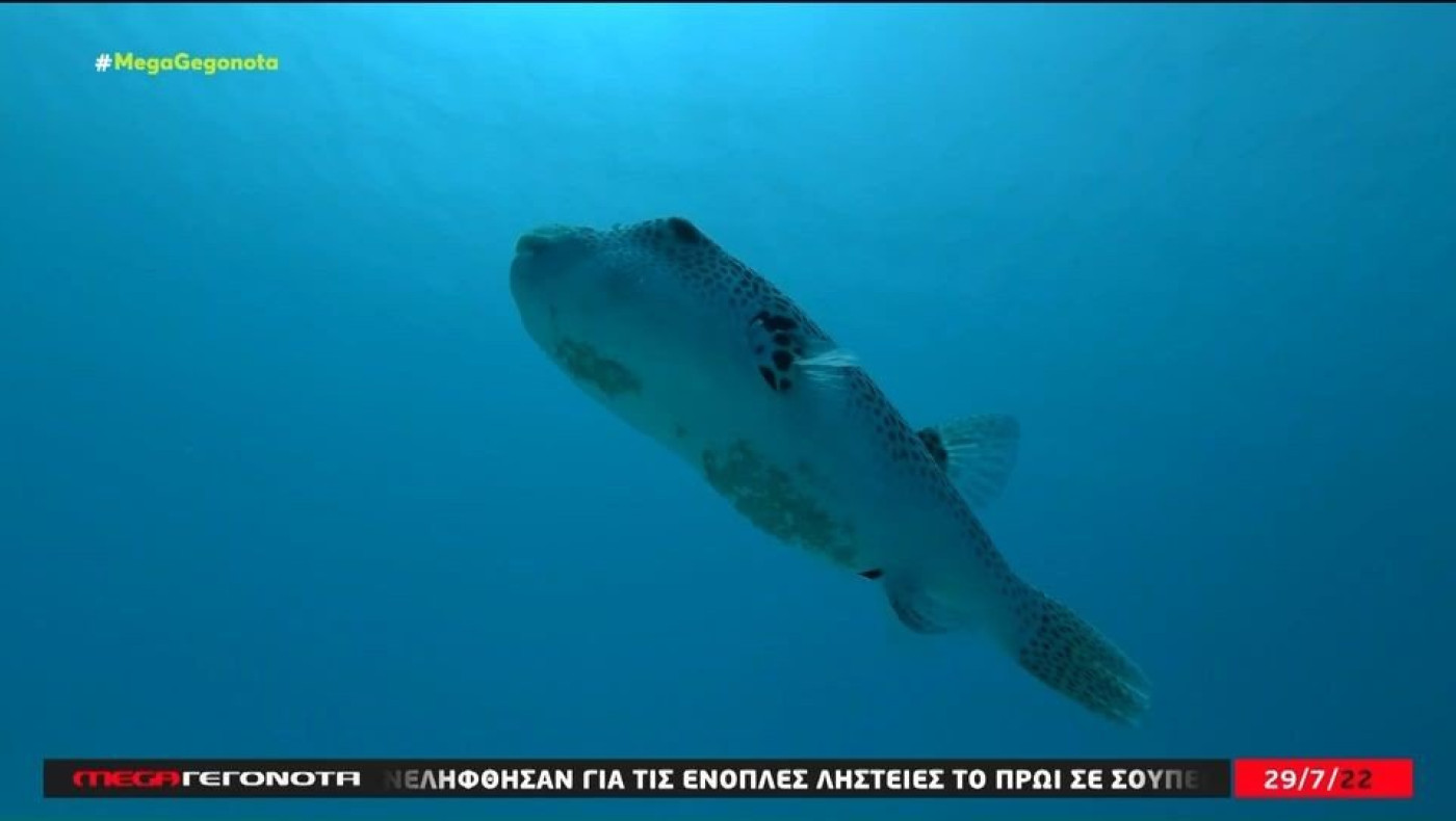 Πρόβλημα: Πολλοί οι… απρόσκλητοι επισκέπτες στις ελληνικές θάλασσες