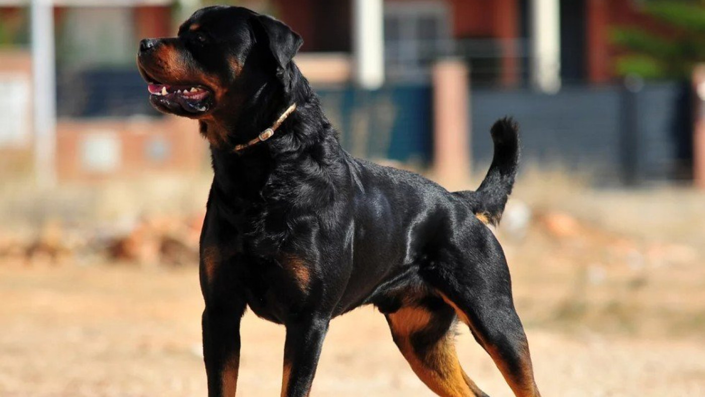 Λάρισα: Σκύλος δάγκωσε τετράχρονη στο κεφάλι