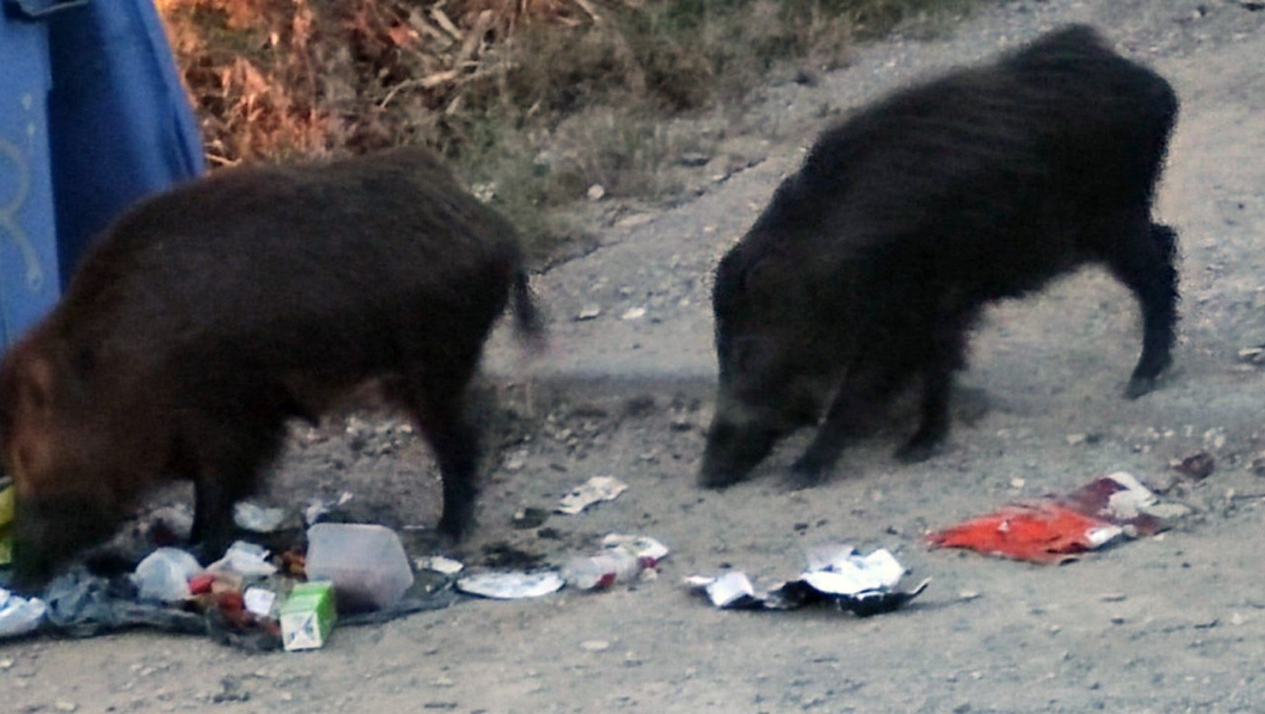 Δήμαρχος Νεάπολης-Συκεών για αγριογούρουνα: «Θα θρηνήσουμε θύματα»