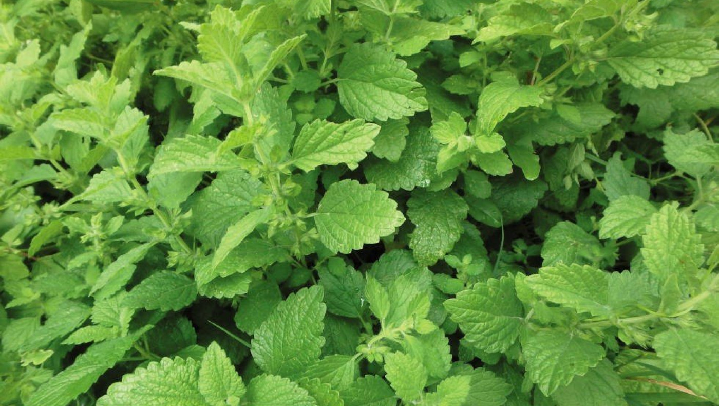 Το ηρεμιστικό βότανο που καταπολεμά την αϋπνία και βελτιώνει την πέψη