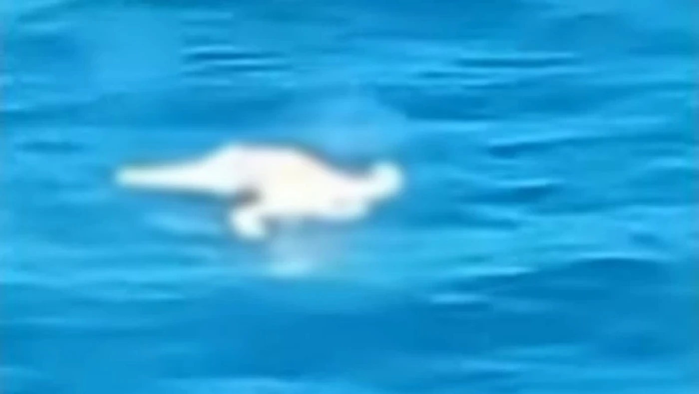 «Πάγωσαν» με πτώμα στη θάλασσα οι επιβάτες του Blue Star (vid)