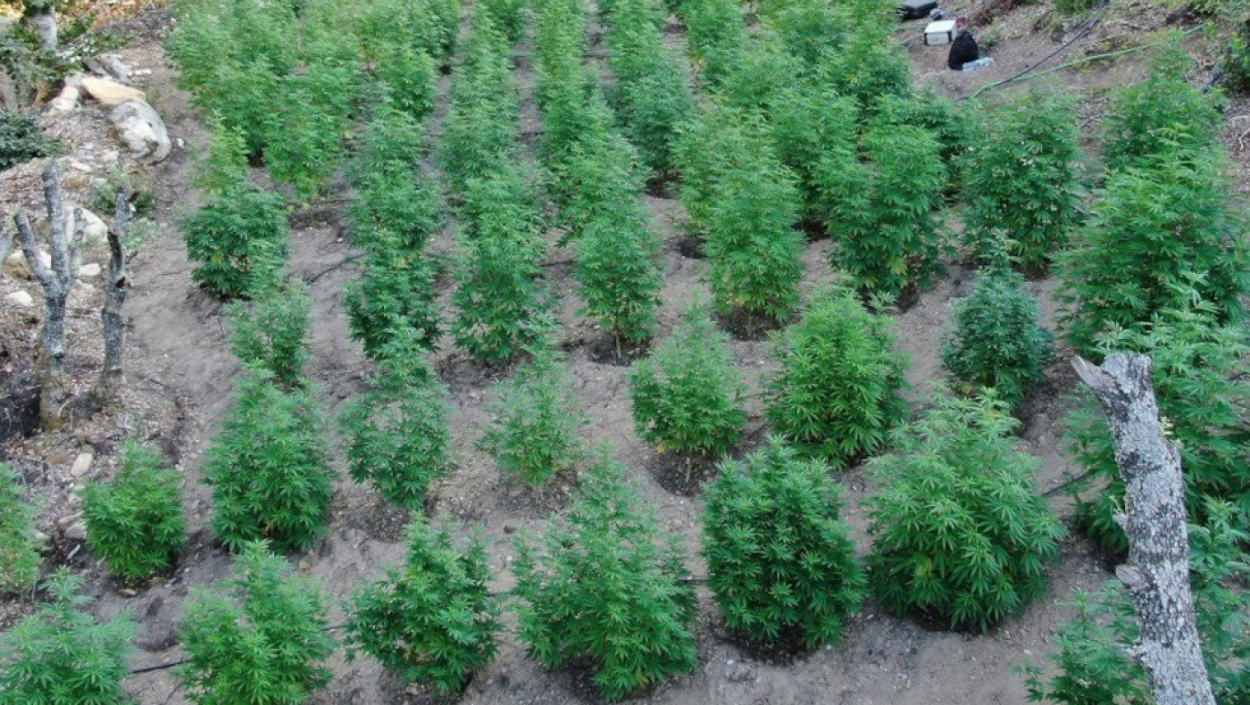 Χαλκιδική: Εντοπίστηκε φυτεία με περισσότερα από 140 δενδρύλλια κάνναβης (pic, vid)