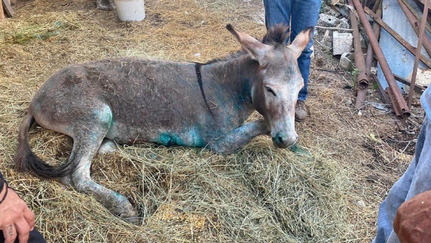 Ζίτσα: Ευθανασία για το γαϊδουράκι που κακοποιήθηκε