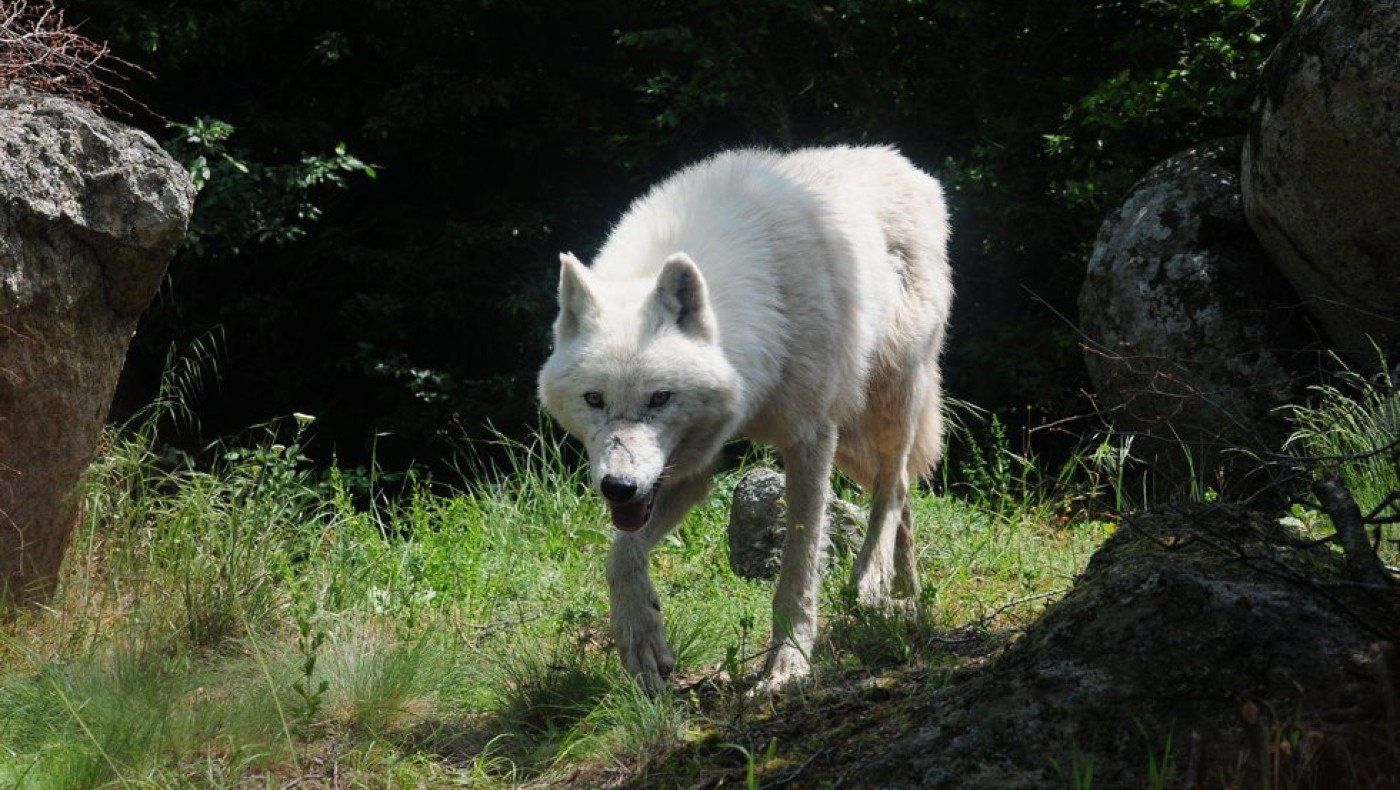 Θεσσαλονίκη: Λύκος τρώει αδέσποτο σκύλο στη μέση του δρόμου!