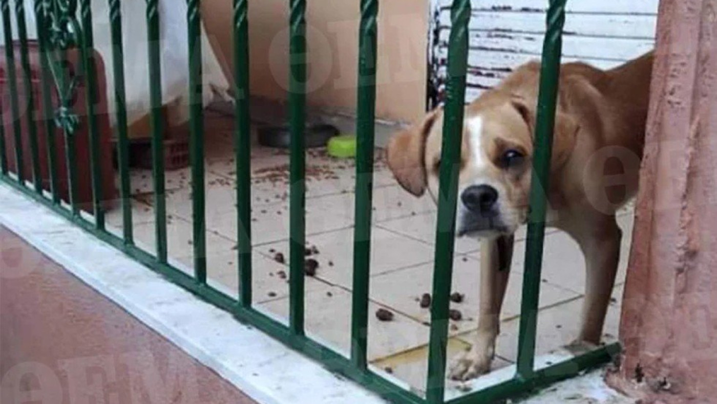 Είχε παρατήσει στο μπαλκόνι για δύο μήνες το σκύλο του στη Χίο