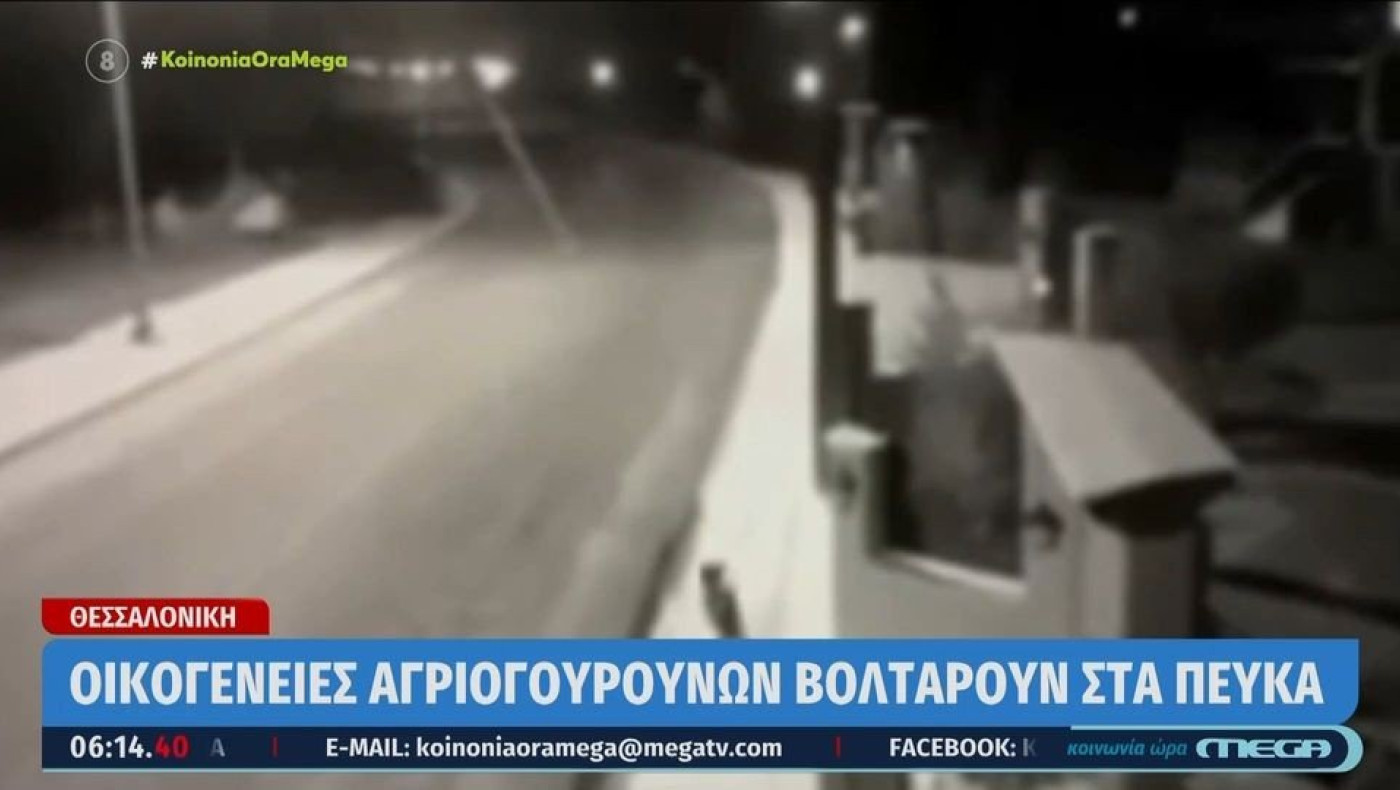 Χαλκηδόνα: Λύκος κατασπάραξε αδέσποτο σκυλί