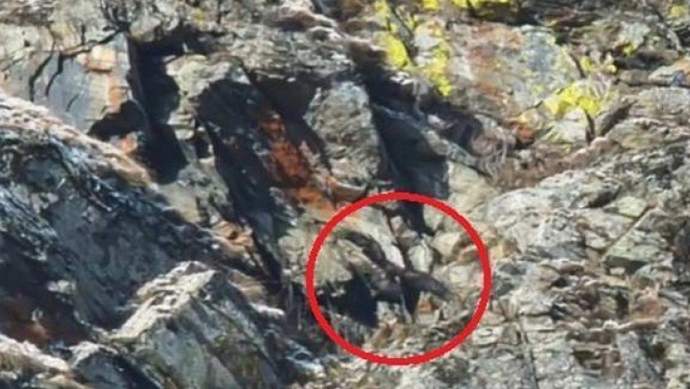 Άλπεις: Αετός αρπάζει και πετάει κατσίκα στους βράχους (vid)