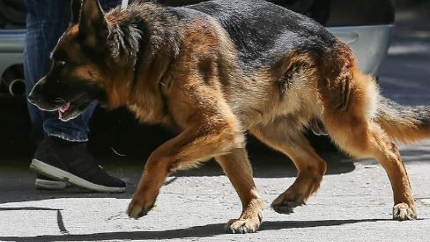 Καλαμάτα: Άγρια επίθεση αδέσποτων σε νεαρή γυναίκα