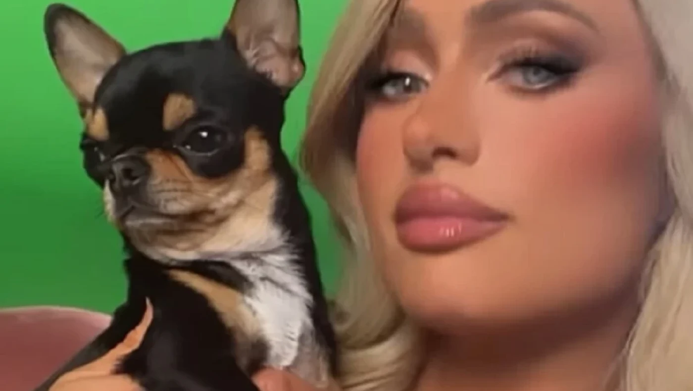 Σε άθλια κατάσταση η Πάρις Χίλτον: Έχασε το τσιουάουά της- Έχει βάλει μέχρι και μέντιουμ για να το βρουν