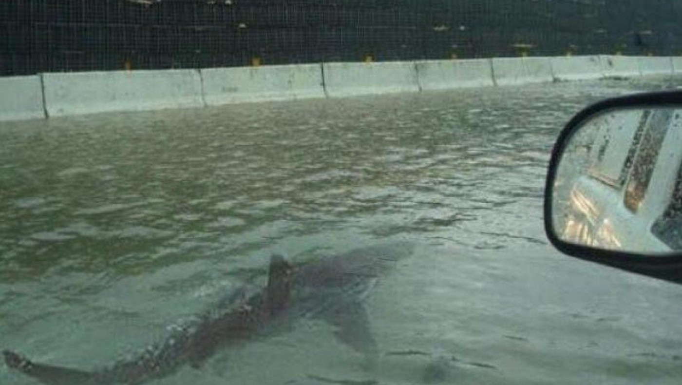 Τυφώνας Ιαν: Καρχαρίας βγήκε στη στεριά στη Φλόριντα!