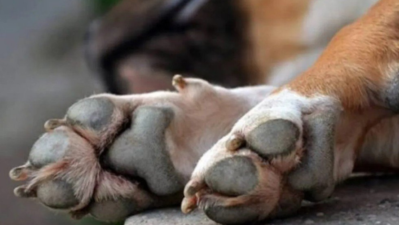 Καρδίτσα: Επικήρυξε με 2.000 ευρώ τους αγνώστους που έριξαν φόλες σε δύο σκυλιά του