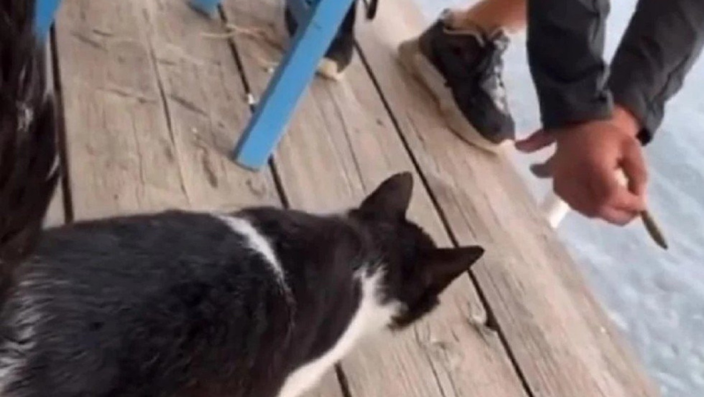 Αιδηψός: Αθώος ο 30χρονος που κλώτσησε και έριξε στη θάλασσα γατάκι