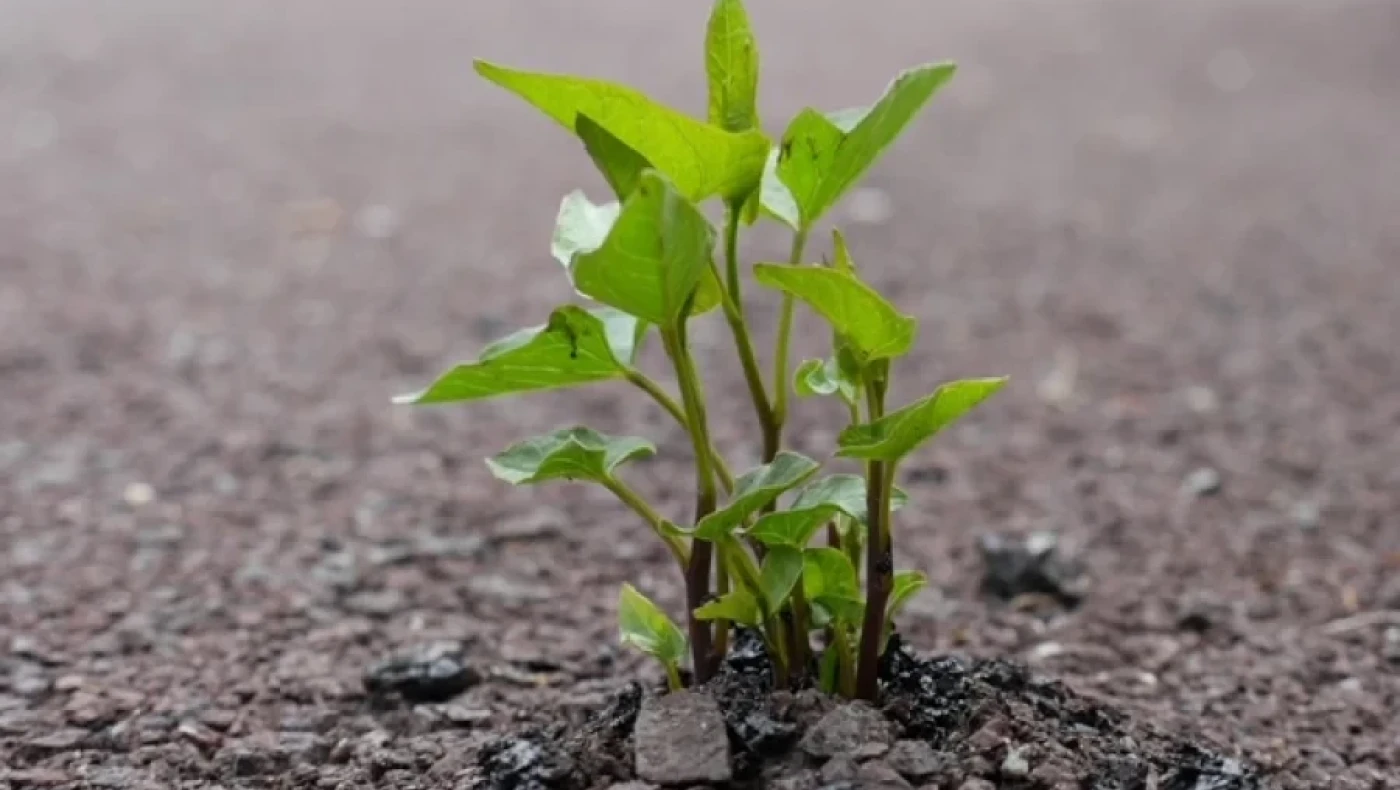 Το Ισραήλ στοχεύει να καλλιεργήσει τα «φυτά της ανάστασης» στο φεγγάρι