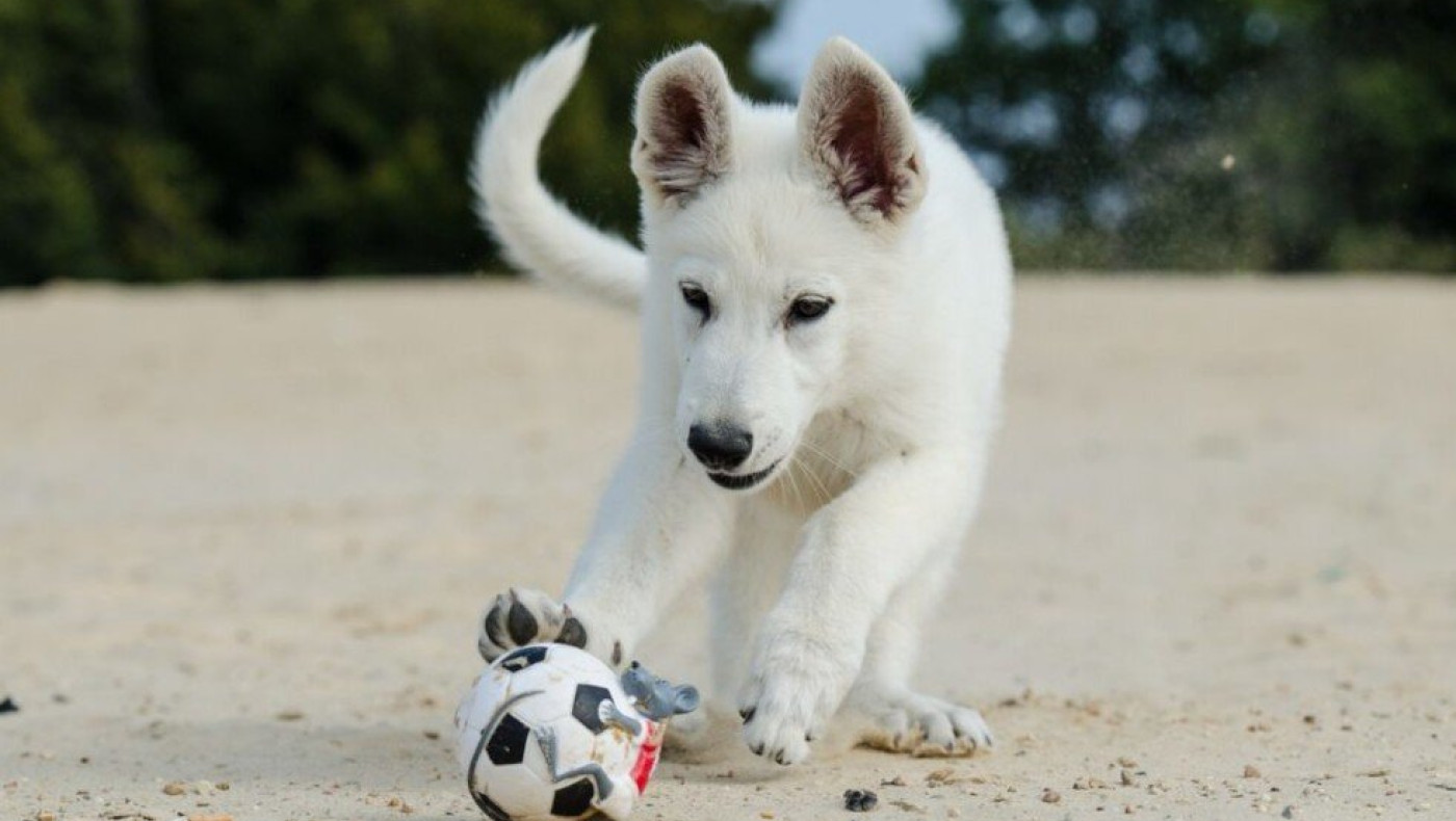 Απίστευτο περιστατικό: Ακυρώθηκε γκολ λόγω σκύλου στο Κύπελλο της ΕΠΣ Δωδεκανήσου