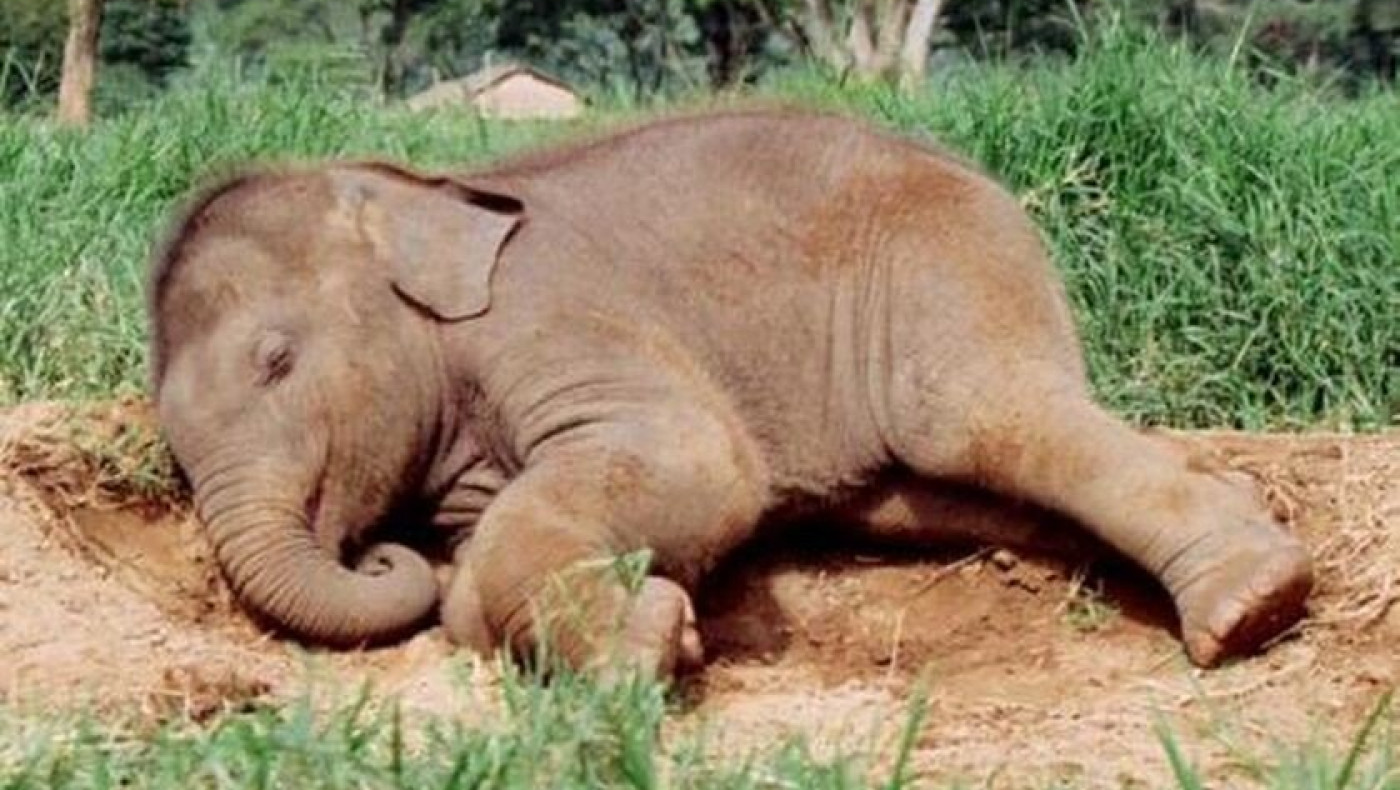 Απίστευτο: Ελέφαντες έγιναν...ντίρλα- Ήπιαν παραδοσιακό ποτό και κοιμόντουσαν για μέρες!